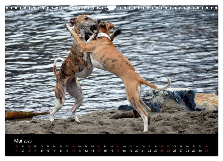 Produktbild: Whippets in Aktion (Wandkalender 2026 DIN A3 quer), CALVENDO Monatskalender