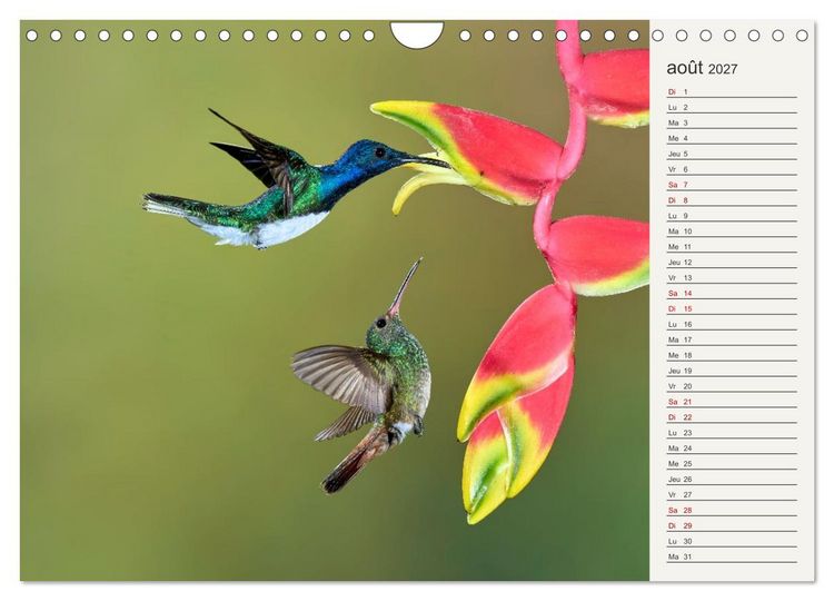 Produktbild: Colibris &ndash; &eacute;clats de nature (Calendrier mural 2027 DIN A4 vertical), CALVENDO calendrier mensuel
