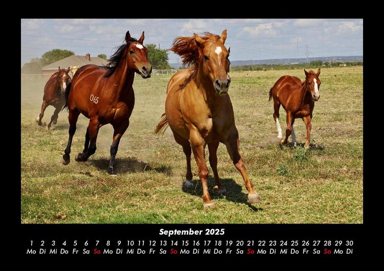 Produktbild: Pferde Kalender 2025 Fotokalender DIN A3