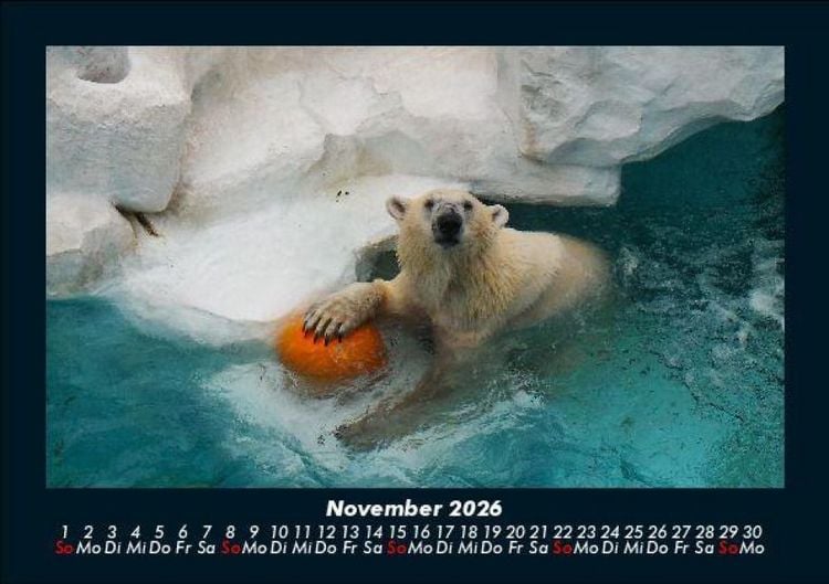 Produktbild: Eisb&auml;ren 2026 Fotokalender DIN A5