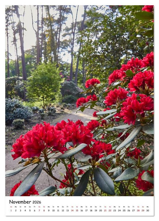 Produktbild: Zauberhafte Rhododendren (Wandkalender 2026 DIN A3 hoch), CALVENDO Monatskalender