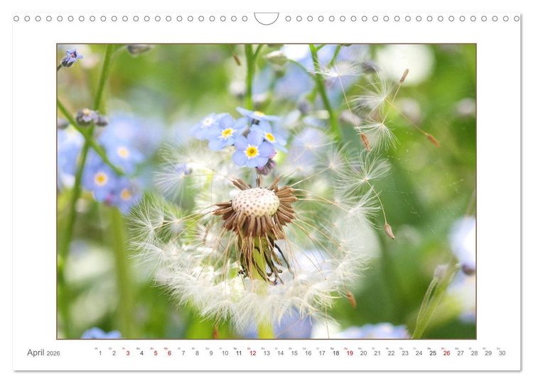 Produktbild: Sanfte Natur (Wandkalender 2026 DIN A3 quer), CALVENDO Monatskalender