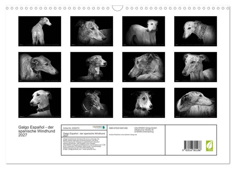 Produktbild: Galgo Espa&ntilde;ol - der spanische Windhund 2027 (Wandkalender 2027 DIN A3 quer), CALVENDO Monatskalender