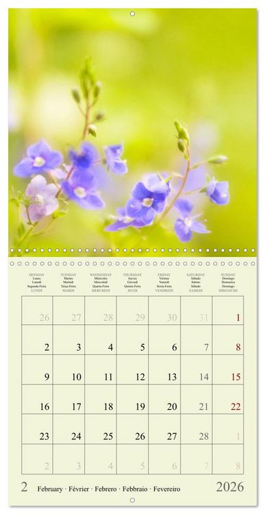 Produktbild: Fleurs du pays des r&ecirc;ves (Calendrier mural carr&eacute; 2026 30x30 cm) Calendrier double avec une page pour vos prises de notes