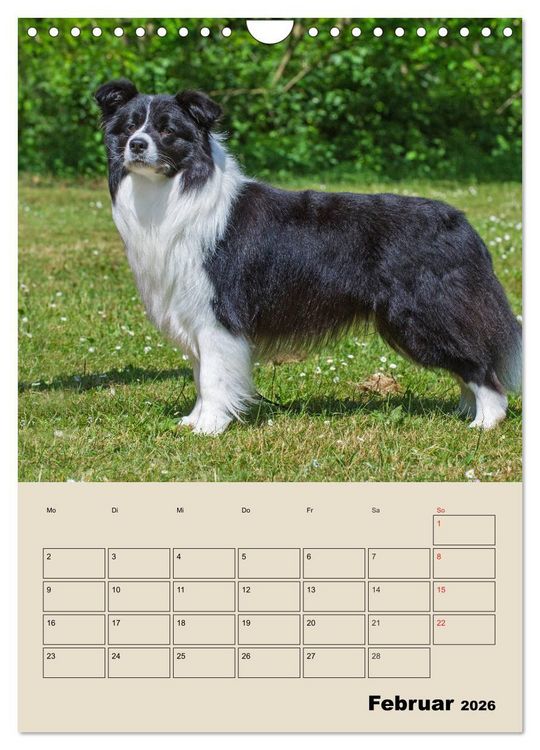 Produktbild: Border Collie - Ein Familienplaner (Wandkalender 2026 DIN A4 hoch), CALVENDO Monatskalender