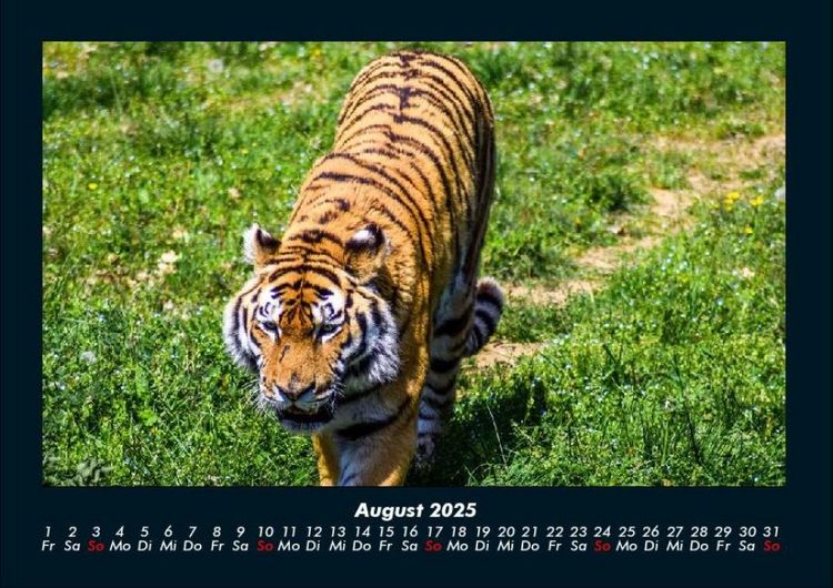 Produktbild: Tiger 2025 Fotokalender DIN A4