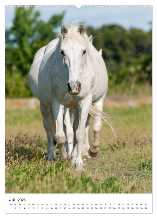 Produktbild: Camargue Pferde - wei&szlig;e M&auml;hnen (hochwertiger Premium Wandkalender 2026 DIN A2 hoch), Kunstdruck in Hochglanz