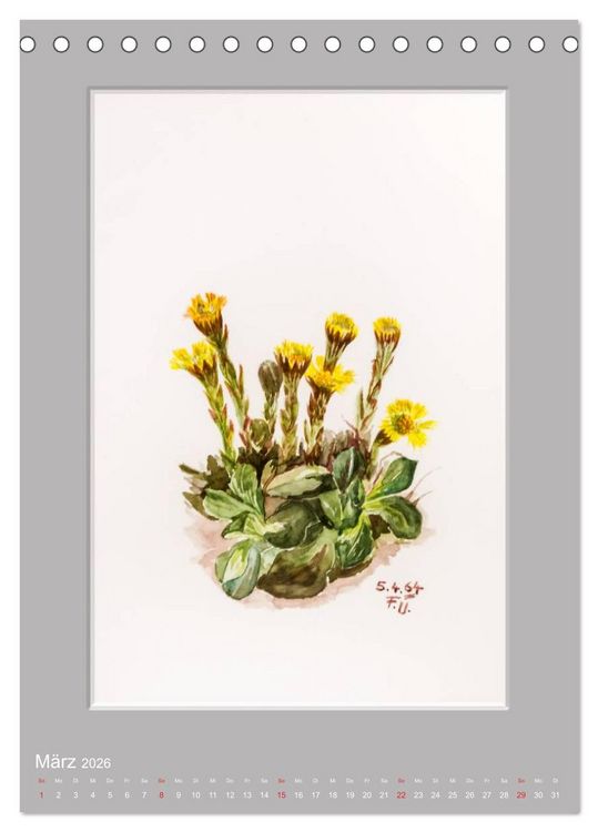 Produktbild: Alpenblumen Aquarelle aus Tirol (Tischkalender 2026 DIN A5 hoch), CALVENDO Monatskalender