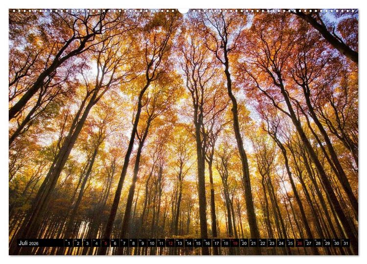 Produktbild: Zauberhafter Sachsenwald (hochwertiger Premium Wandkalender 2026 DIN A2 quer), Kunstdruck in Hochglanz