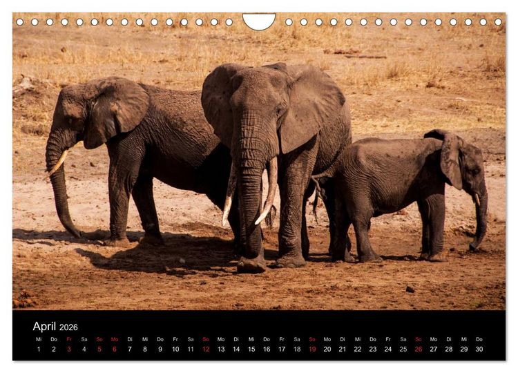 Produktbild: Wildes Afrika (Wandkalender 2026 DIN A4 quer), CALVENDO Monatskalender