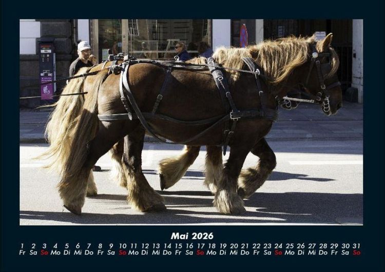 Produktbild: Pferdetraum 2026 Fotokalender DIN A4