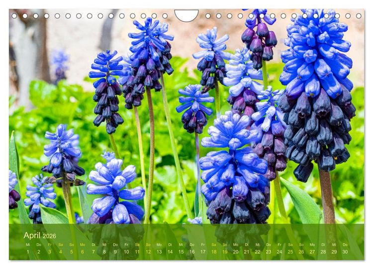 Produktbild: der staudengarten zu bad hersfeld (Wandkalender 2026 DIN A4 quer), CALVENDO Monatskalender