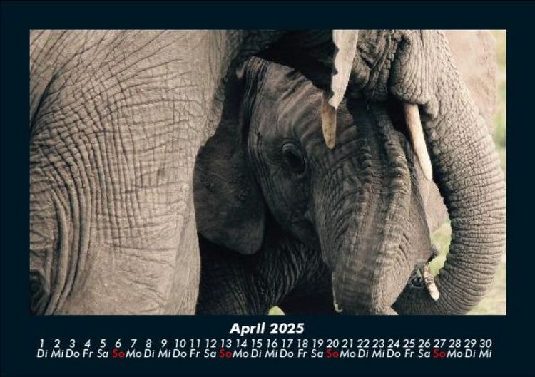 Produktbild: Der Elefantenkalender 2025 Fotokalender DIN A5