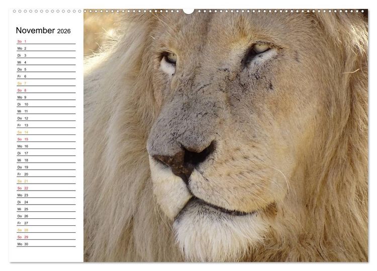 Produktbild: LION KING SELFIES L&ouml;wen hautnah (Wandkalender 2026 DIN A2 quer), CALVENDO Monatskalender
