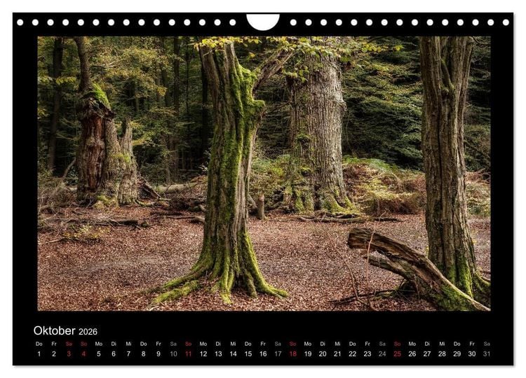Produktbild: M&auml;rchenhafter Reinhardswald und Urwald Sababurg (Wandkalender 2026 DIN A4 quer), CALVENDO Monatskalender