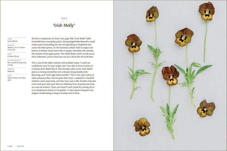 Produktbild: Pansies