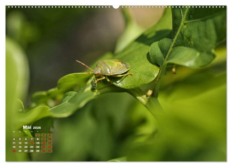 Produktbild: Klein aber oho. Die bunte Welt der Insekten (hochwertiger Premium Wandkalender 2026 DIN A2 quer), Kunstdruck in Hochglanz