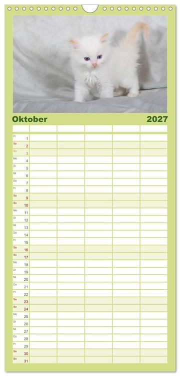 Produktbild: Familienplaner 2027 - Ragdoll Kitten mit 5 Spalten (Wandkalender, 21 x 45 cm) CALVENDO