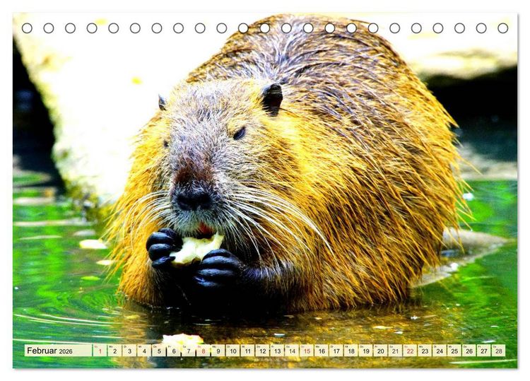 Produktbild: Nagetiere. Hamster, Kaninchen und Co. (Tischkalender 2026 DIN A5 quer), CALVENDO Monatskalender