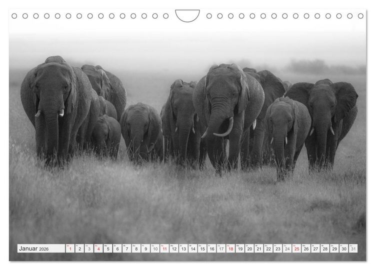 Produktbild: Emotionale Momente: Elefanten in black & white (Wandkalender 2026 DIN A4 quer), CALVENDO Monatskalender