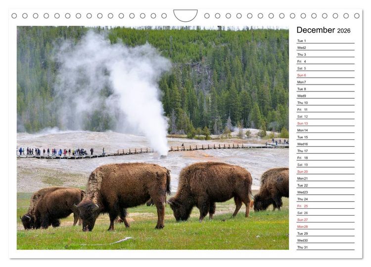 Produktbild: Bisons of North America (Wall Calendar 2026 DIN A4 landscape), CALVENDO 12 Month Wall Calendar