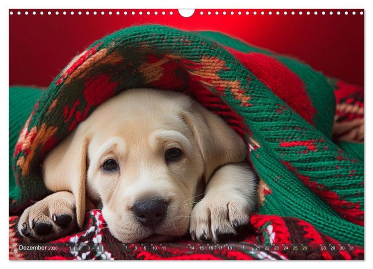 Produktbild: Welpen im Kuschelmodus - Herzerw&auml;rmende kleine Labrador Retriever (Wandkalender 2026 DIN A3 quer), CALVENDO Monatskalender