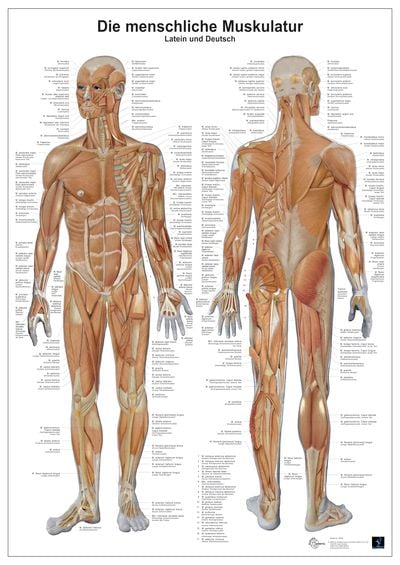 Produktbild: Anatomie-Lerntafel/Muskulatur