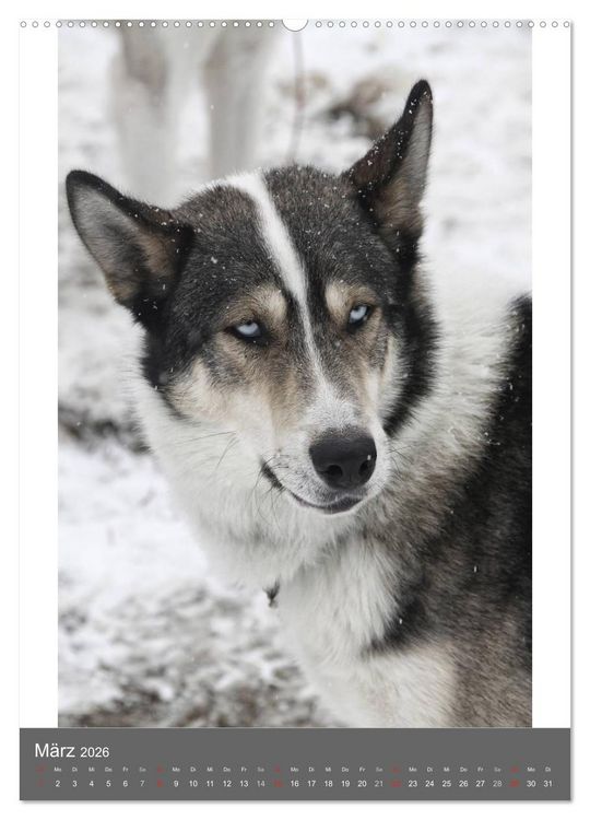 Produktbild: Huskies - Portraits im Schnee (hochwertiger Premium Wandkalender 2026 DIN A2 hoch), Kunstdruck in Hochglanz