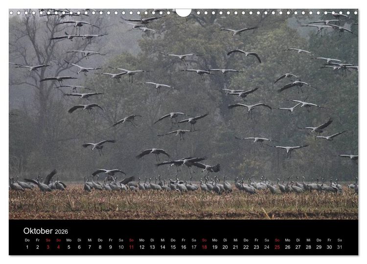 Produktbild: Kranich-Land Brandenburg (Wandkalender 2026 DIN A3 quer), CALVENDO Monatskalender
