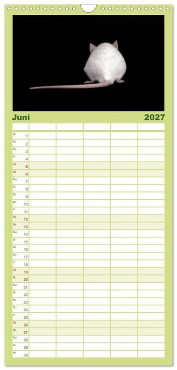 Produktbild: Familienplaner 2027 - S&uuml;&szlig;e M&auml;use und Coole Ratten mit 5 Spalten (Wandkalender, 21 x 45 cm) CALVENDO