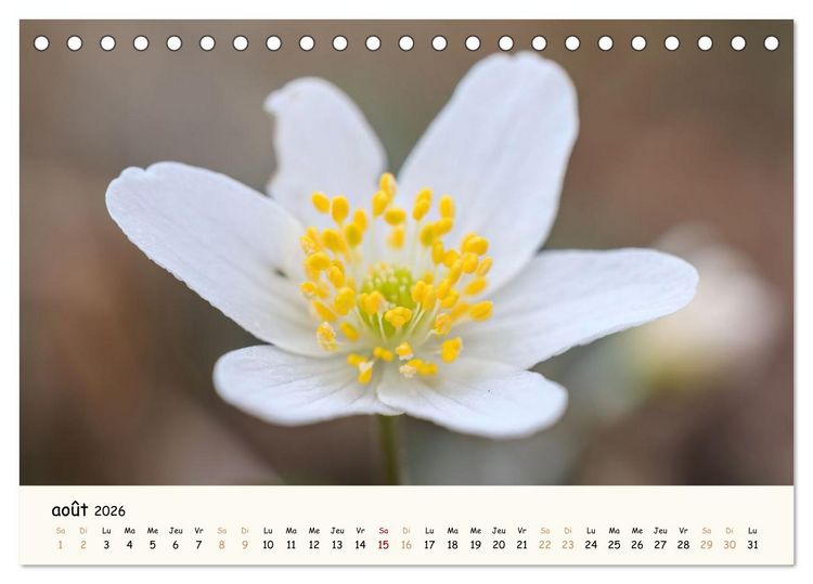 Produktbild: Au c&oelig;ur des fleurs (Calendrier de bureau 2026 DIN A5 vertical), CALVENDO calendrier mensuel