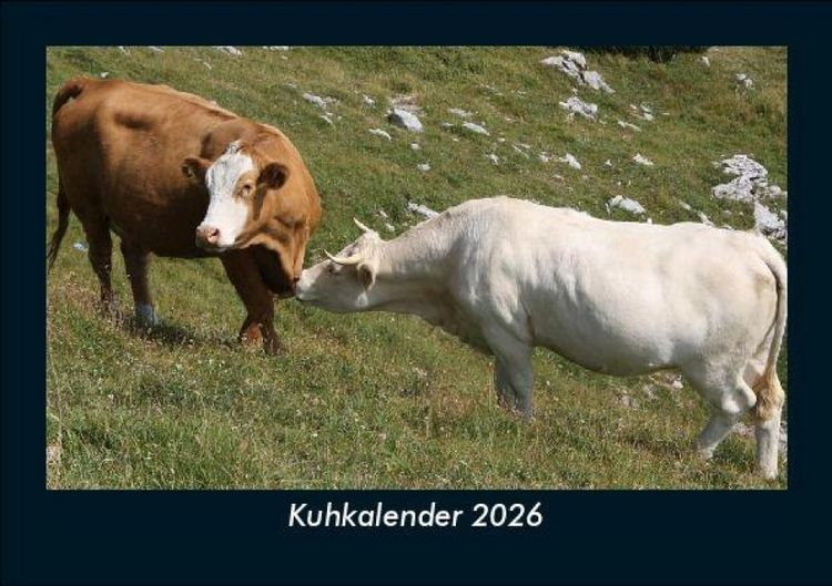 Produktbild: Kuhkalender 2026 Fotokalender DIN A5