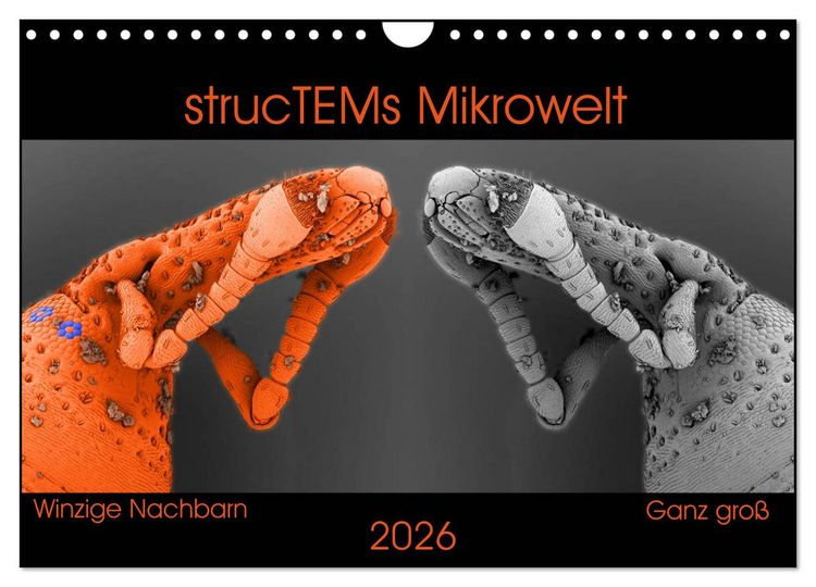 Produktbild: strucTEMs Mikrowelt - Winzige Nachbarn ganz gro&szlig; (Wandkalender 2026 DIN A4 quer), CALVENDO Monatskalender