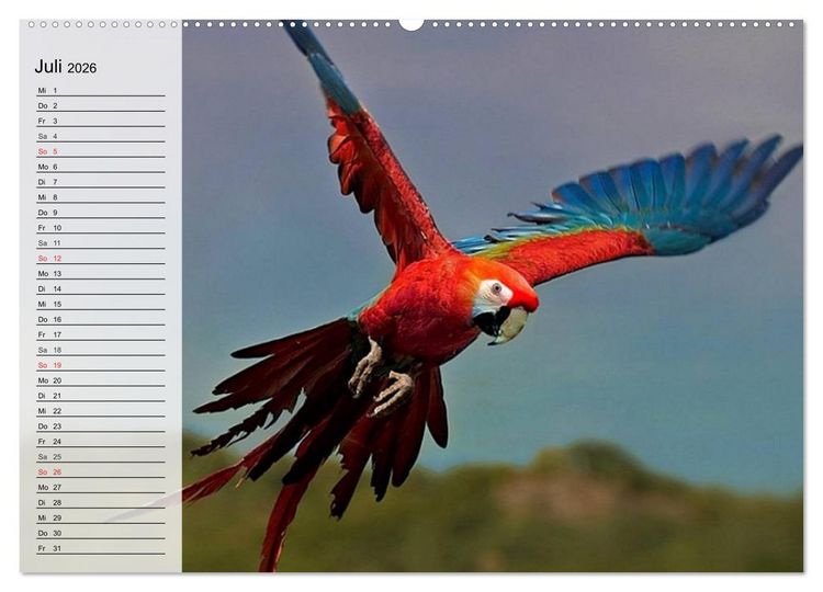 Produktbild: Papageien. Bunt, laut und klug (hochwertiger Premium Wandkalender 2026 DIN A2 quer), Kunstdruck in Hochglanz