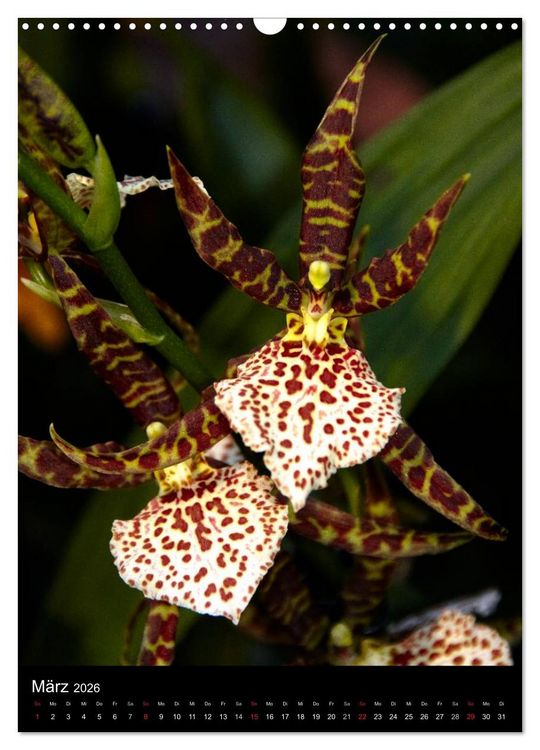 Produktbild: Faszination Orchideen (Wandkalender 2026 DIN A3 hoch), CALVENDO Monatskalender