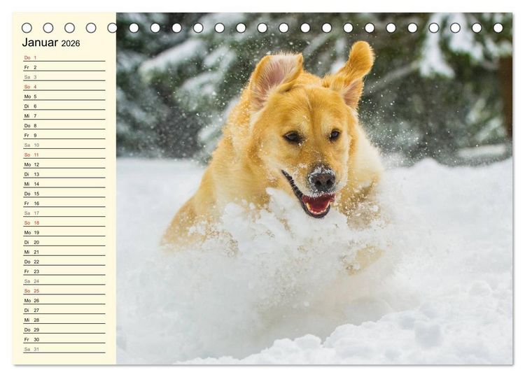 Produktbild: Das Gl&uuml;ck hat einen Namen - Golden Retriever (Tischkalender 2026 DIN A5 quer), CALVENDO Monatskalender