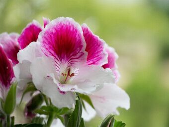 Produktbild: CALVENDO Puzzle Edelpelargonie 'Elegance Bravo' (Pelargonium grandiflorum) | 1000 Teile Lege-Gr&ouml;&szlig;e 64x48cm Foto-Puzzle f&uuml;r gl&uuml;ckliche Stunden
