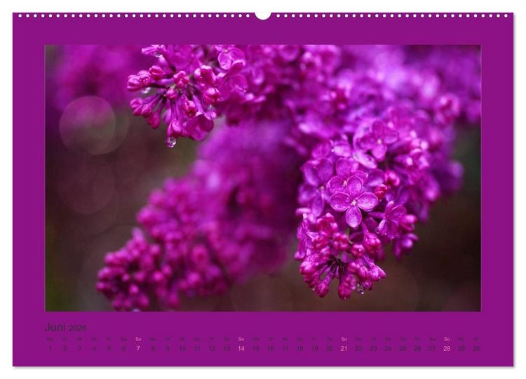 Produktbild: 12 Farben (Wandkalender 2026 DIN A2 quer), CALVENDO Monatskalender