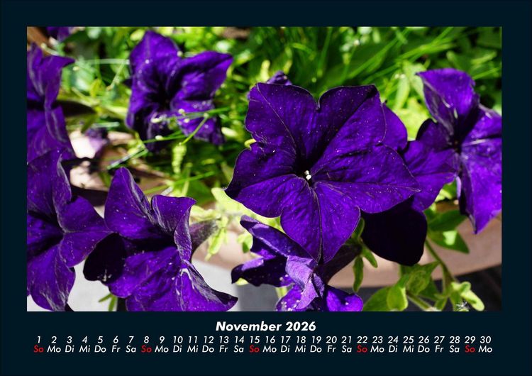 Produktbild: Blumenzauber 2026 Fotokalender DIN A4