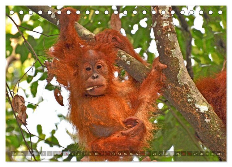 Produktbild: Orang Utans Sumatras Waldmenschen (Tischkalender 2026 DIN A5 quer), CALVENDO Monatskalender