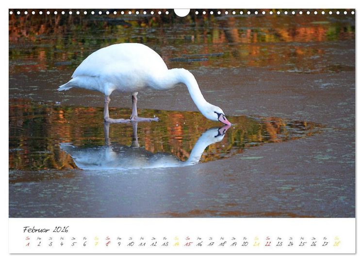 Produktbild: Schw&auml;ne, Liebe f&uuml;r die Ewigkeit (Wandkalender 2026 DIN A3 quer), CALVENDO Monatskalender