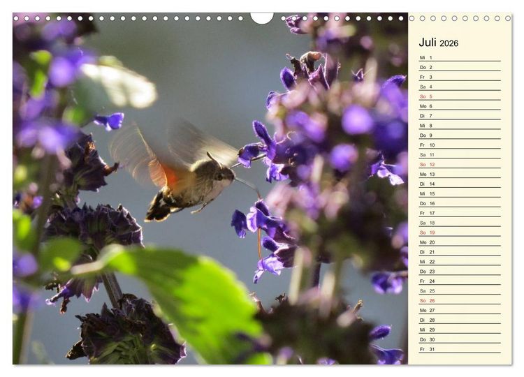Produktbild: Faszinierende Taubenschw&auml;nzchen (Wandkalender 2026 DIN A3 quer), CALVENDO Monatskalender