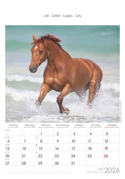 Pferde 2026 - Bildkalender 23,7x34 cm - Kalender mit Platz für Notizen - mit vielen Zusatzinformationen - Horses - Wandkalender - Alpha Edition