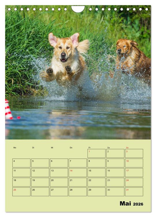 Produktbild: Jahresplaner Golden Retriever (Wandkalender 2026 DIN A4 hoch), CALVENDO Monatskalender