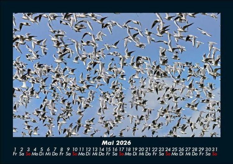 Produktbild: Vogelparadies 2026 Fotokalender DIN A5