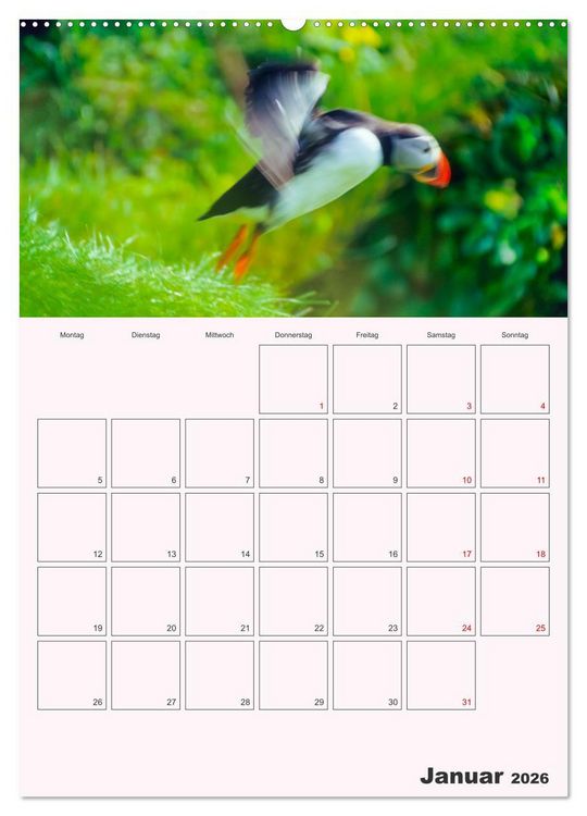 Produktbild: Papageitaucher Monatsplaner (hochwertiger Premium Wandkalender 2026 DIN A2 hoch), Kunstdruck in Hochglanz