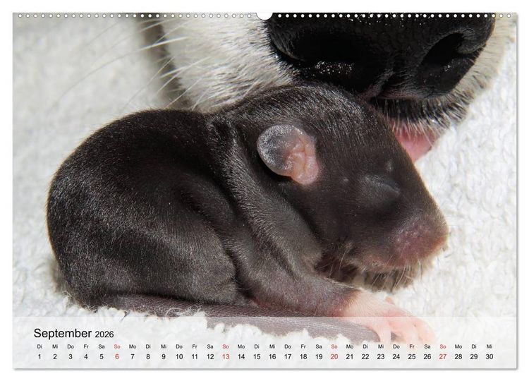 Produktbild: Ratten - Gelehrige Haustiere (Wandkalender 2026 DIN A2 quer), CALVENDO Monatskalender