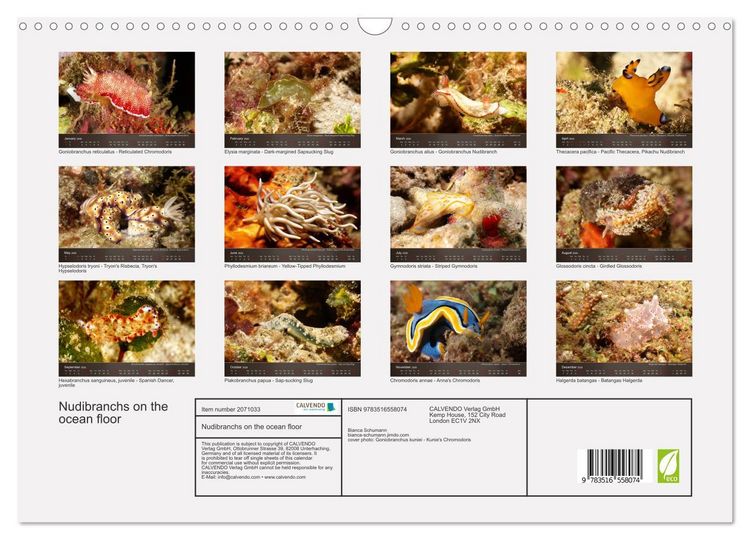Produktbild: Nudibranchs on the ocean floor (Wall Calendar 2026 DIN A3 landscape), CALVENDO 12 Month Wall Calendar