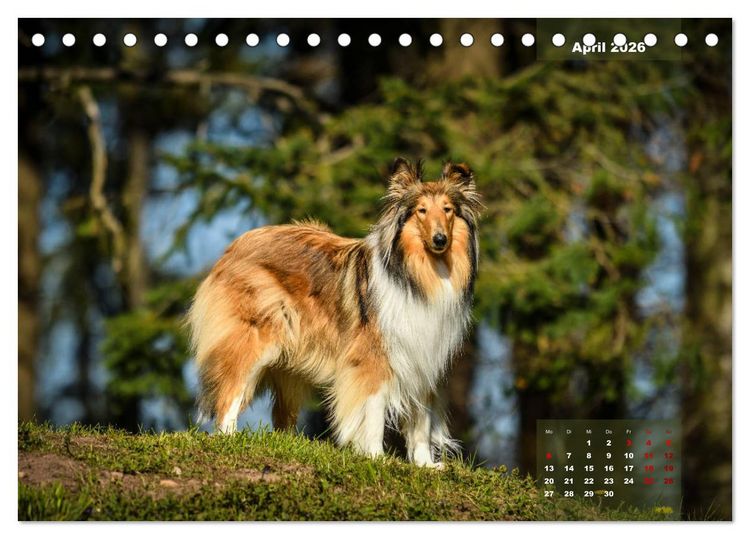Produktbild: Collies? Was sonst! (Tischkalender 2026 DIN A5 quer), CALVENDO Monatskalender