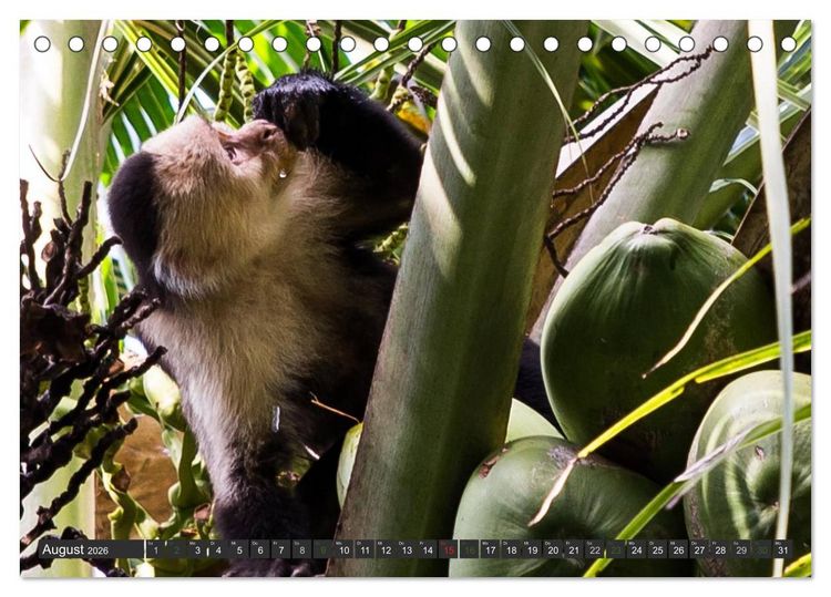 Produktbild: COSTA RICA - PURA VIDA (Tischkalender 2026 DIN A5 quer), CALVENDO Monatskalender